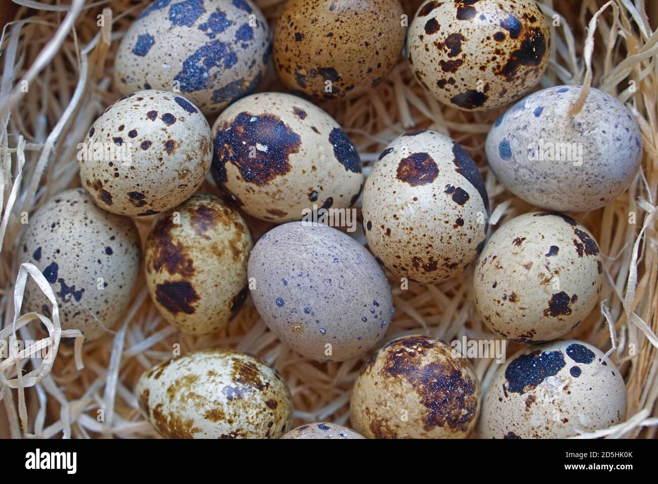 Färben Sie Eier von japanischen Wachtelvögeln im Nest Stockfoto