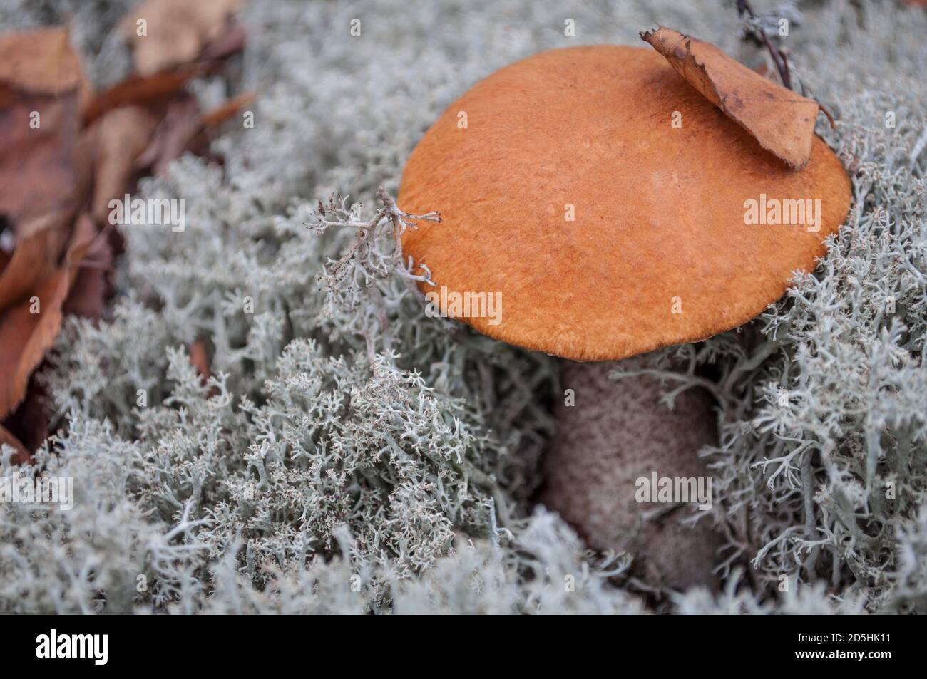 Birkenpilz mit orangefarbener Kappe auf grauem Moos Stockfoto