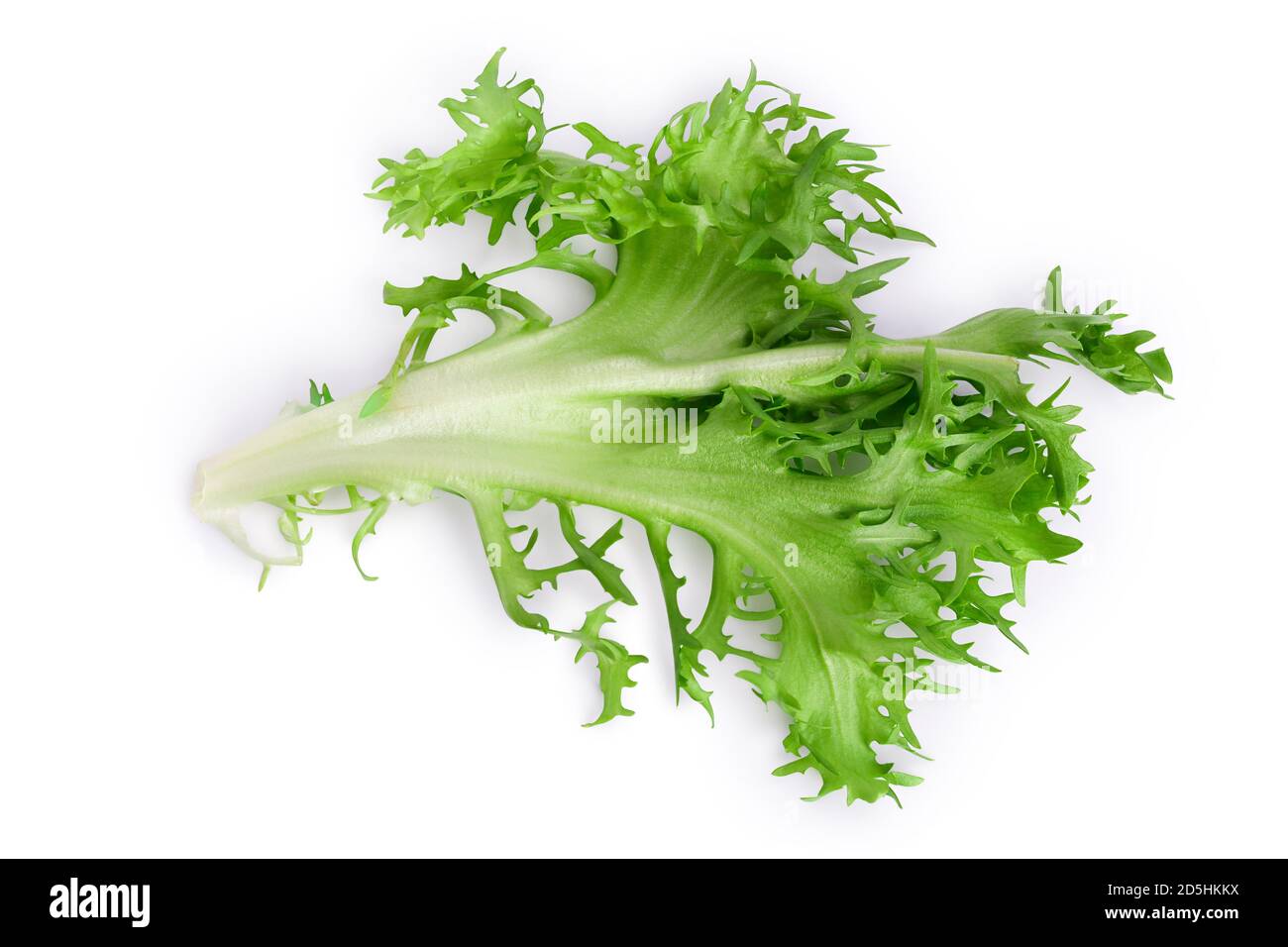 Frische grüne Blätter Endive Frisee Chicorée Salat isoliert auf weißem Hintergrund mit Clipping Pfad und volle Tiefe des Feldes. Draufsicht. Flach liegend Stockfoto