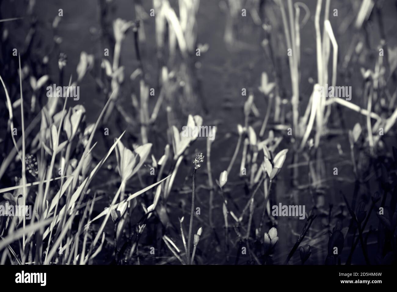 Pflanzen wachsen entlang Flussufer am Sommertag Stockfoto