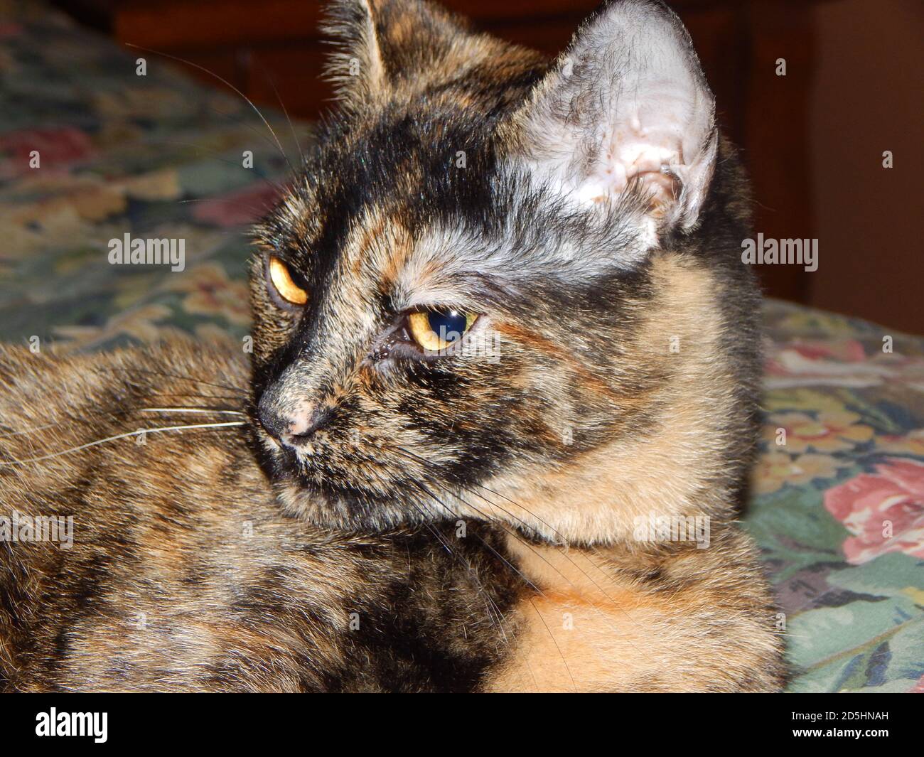 Zornig Rosa Schildpatt Kitten Stockfoto
