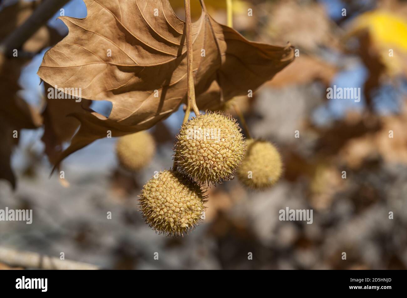 España, Hiszpania, Spanien, Spanien; Platanus × hispanica; 英桐; reife Frucht vergrößert, Nahaufnahme. Reife Früchte vergrößert, Nahaufnahme. 成熟果子被放大，關閉。 Stockfoto