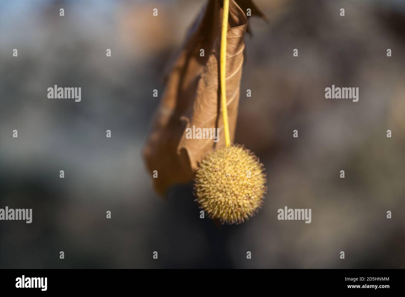 España, Hiszpania, Spanien, Spanien; Platanus × hispanica; 英桐; reife Frucht vergrößert, Nahaufnahme. Reife Früchte vergrößert, Nahaufnahme. 成熟果子被放大，關閉。 Stockfoto