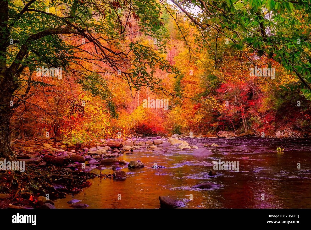 Herbst Laub sich in einem Bach in der Great Smoky Mountains National Park in Tennessee nieder. Stockfoto