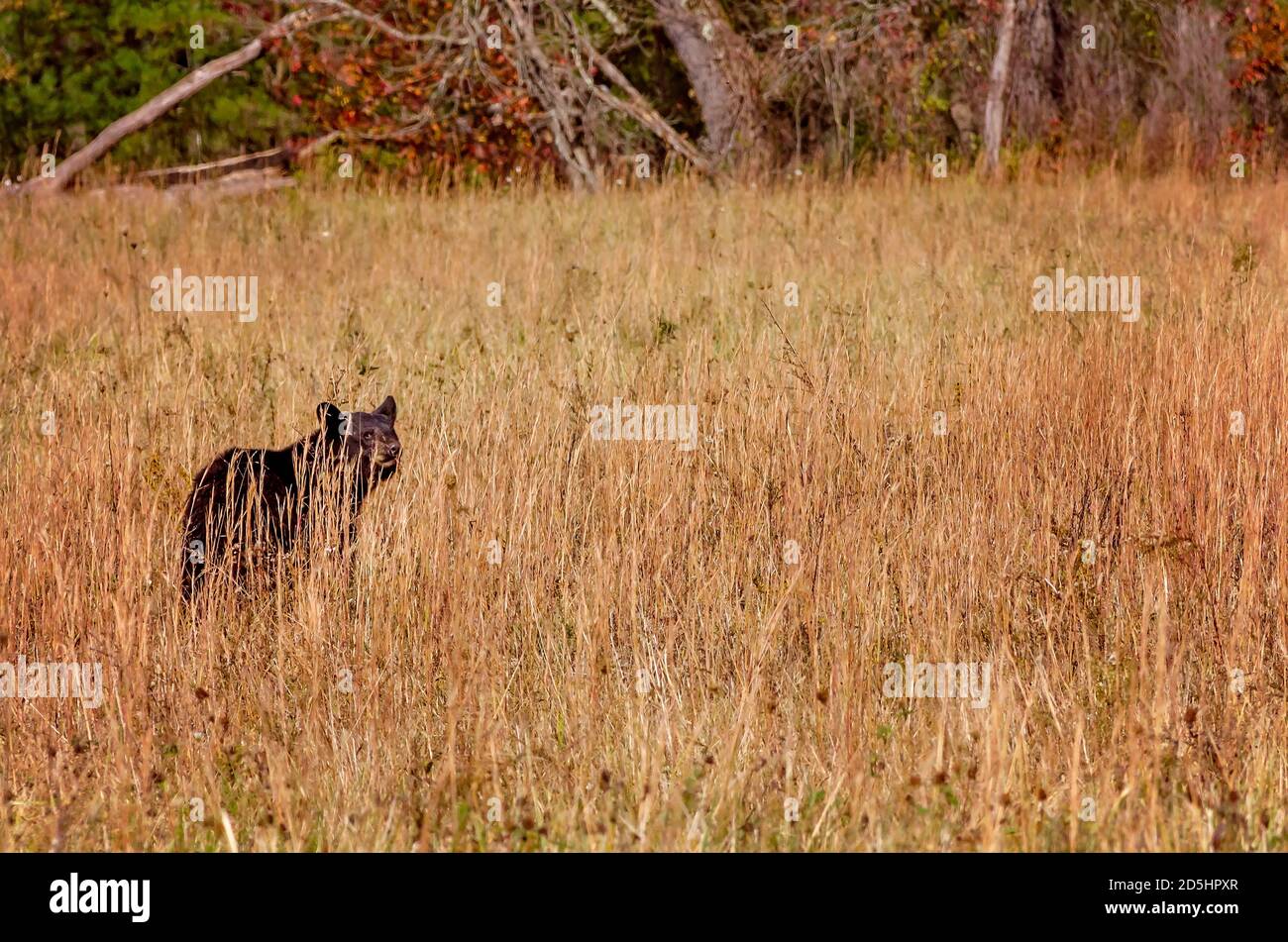 Ein Schwarzbären-Junge steht in Cades Cove im Great Smoky Mountains National Park in Tennessee. Stockfoto