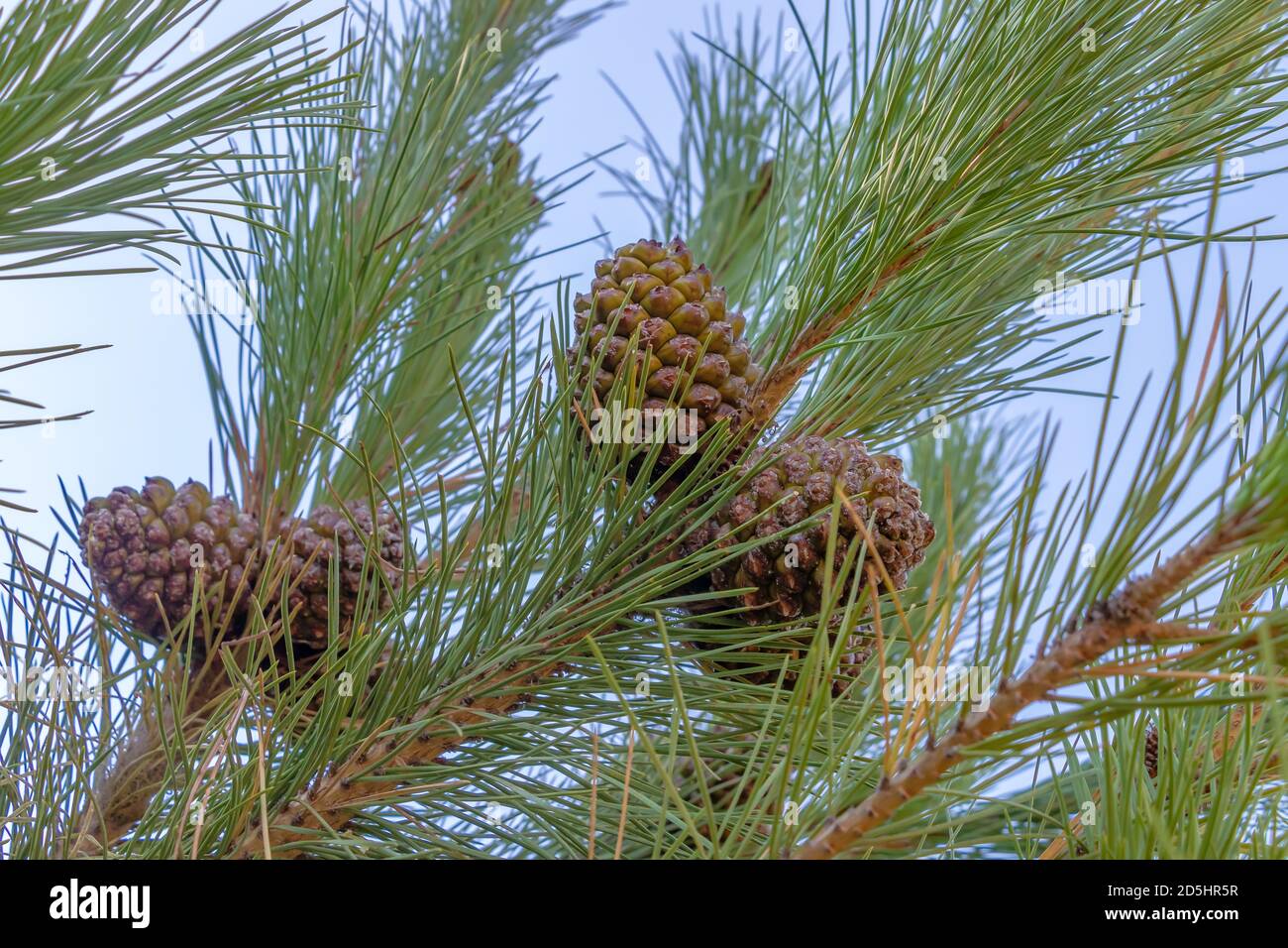 Zirbenzweig mit geschlossenen Zirbenzapfen. Die Zirbe, botanischer Name Pinus pinea, auch bekannt als die italienische Zirbe, Regenschirmkiefer und Sonnenschirm Stockfoto