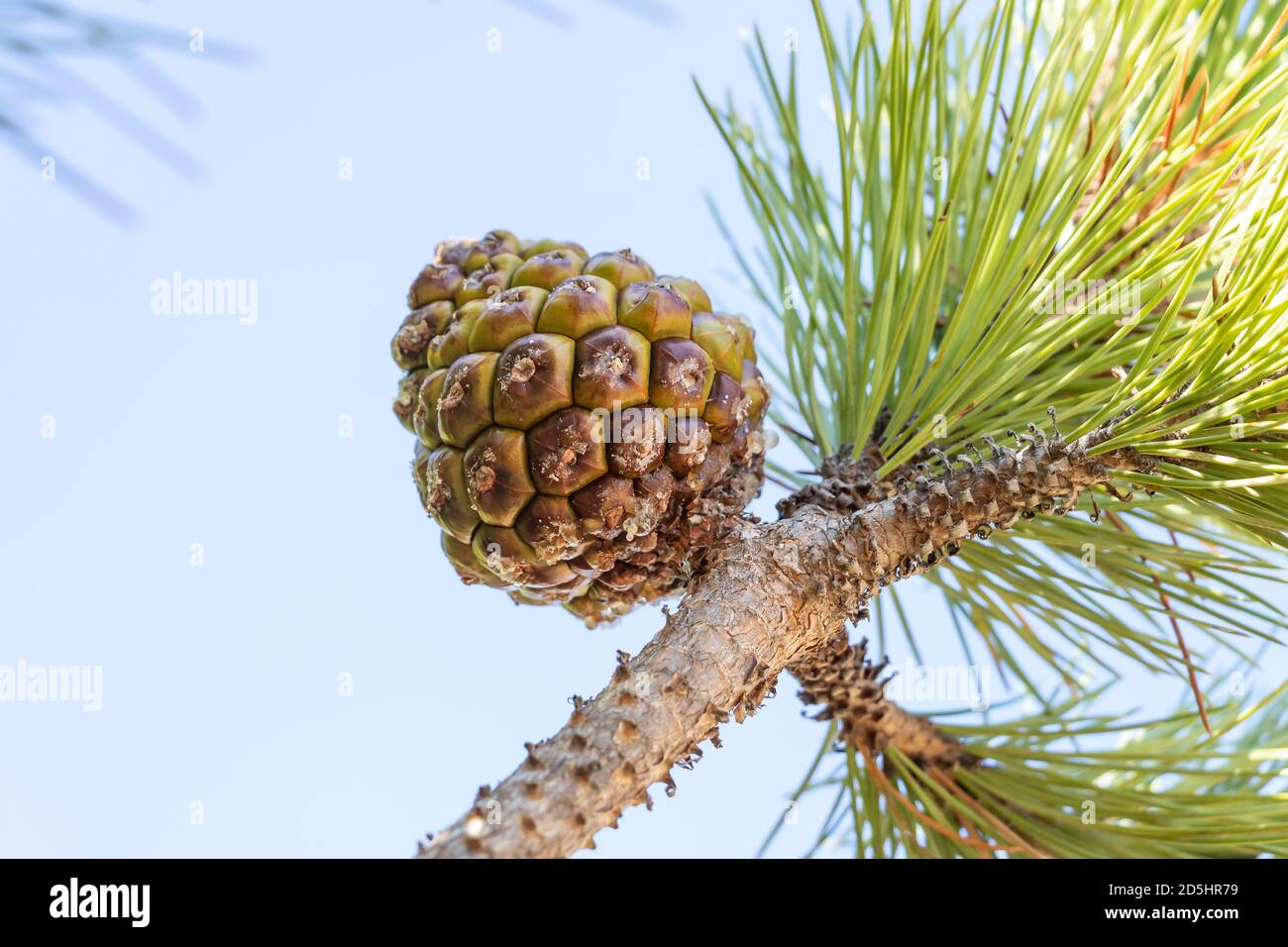 Zirbenzweig mit geschlossenen Zirbenzapfen. Die Zirbe, botanischer Name Pinus pinea, auch bekannt als die italienische Zirbe, Regenschirmkiefer und Sonnenschirm Stockfoto
