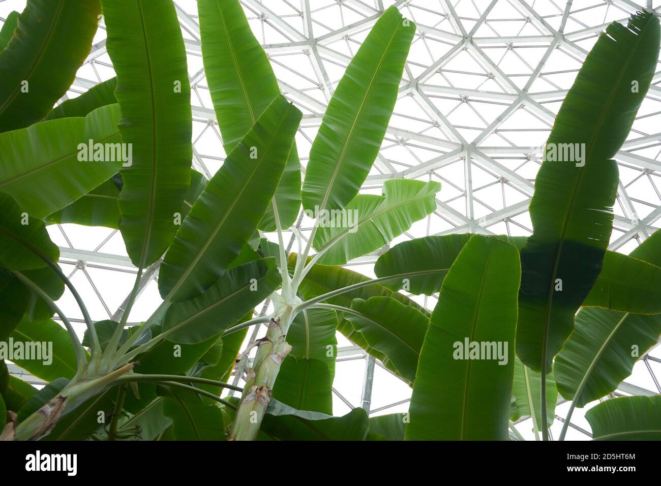 Tropical Dome, Mitchel Park Horticultural Conservatory. Milwaukee Wisconsin. Stockfoto