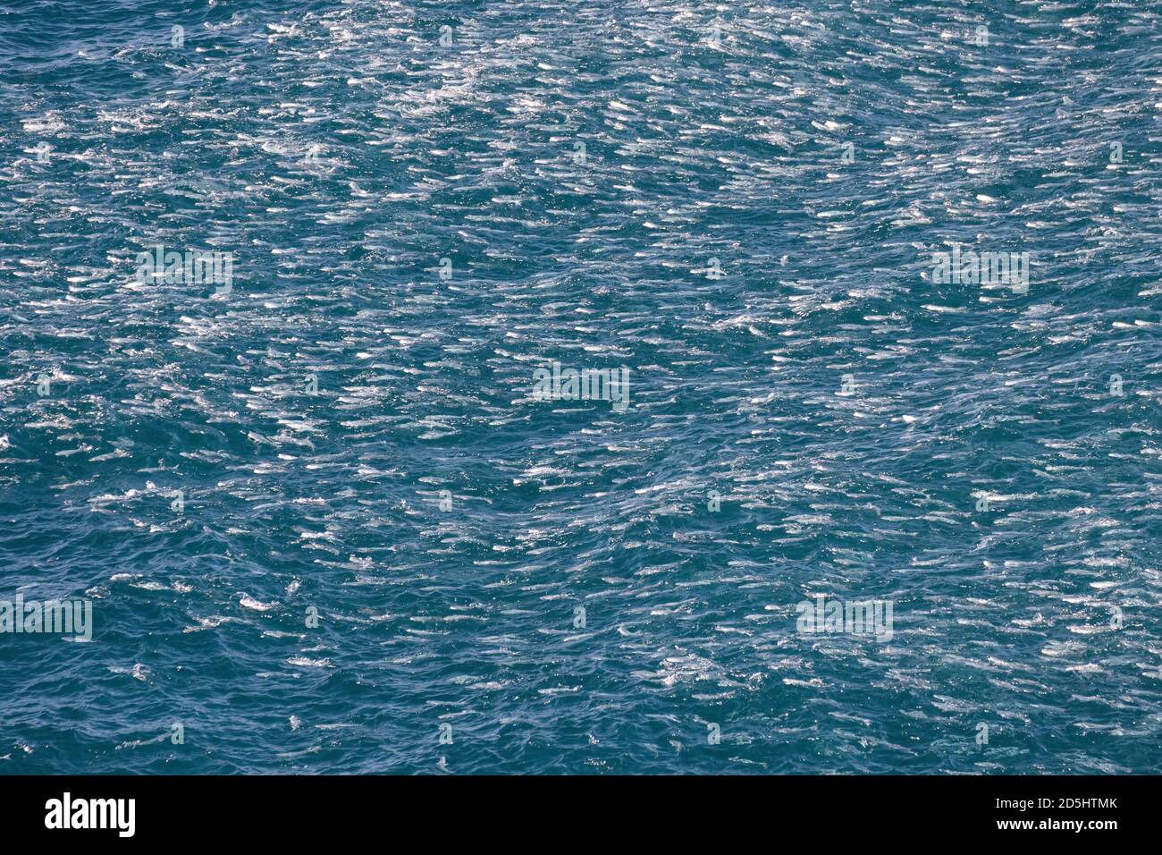 Große Schule der Fische der Ostküste von N.S.W. Australien Stockfoto