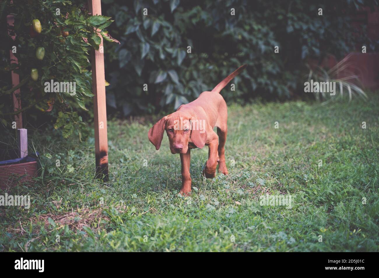 Junger ungarischer Vizsla-Welpe, der im Garten spazierengeht. Tomatenpflanzen im Hintergrund. Stockfoto