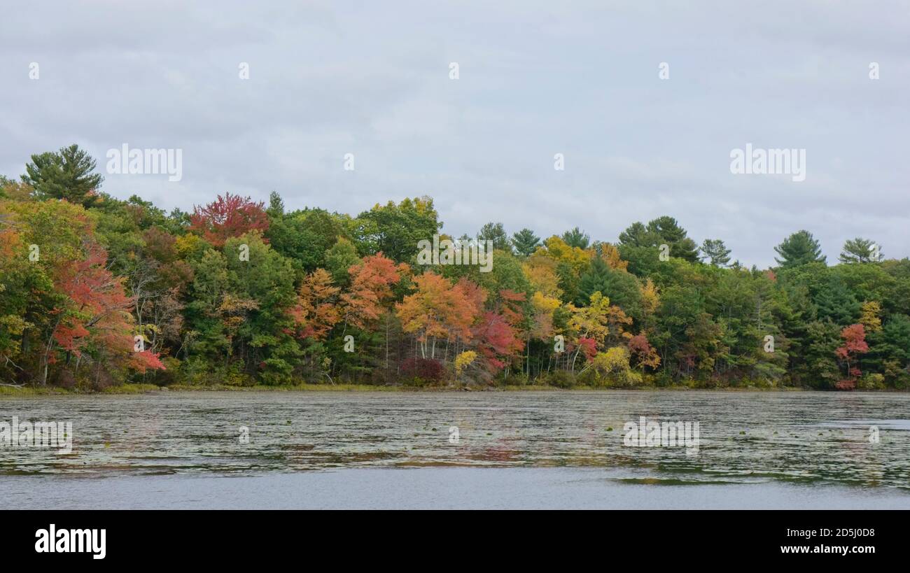 Stearns Pond im Harold Parker State Forest Stockfoto