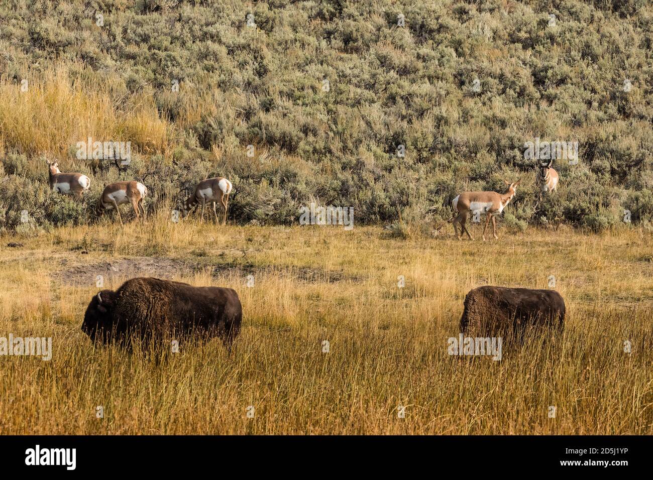 Eine Herde von Proghörnen mit zwei amerikanischen Bison, die im Lamar Valley im Yellowstone National Park in Wyoming, USA grasen. Stockfoto