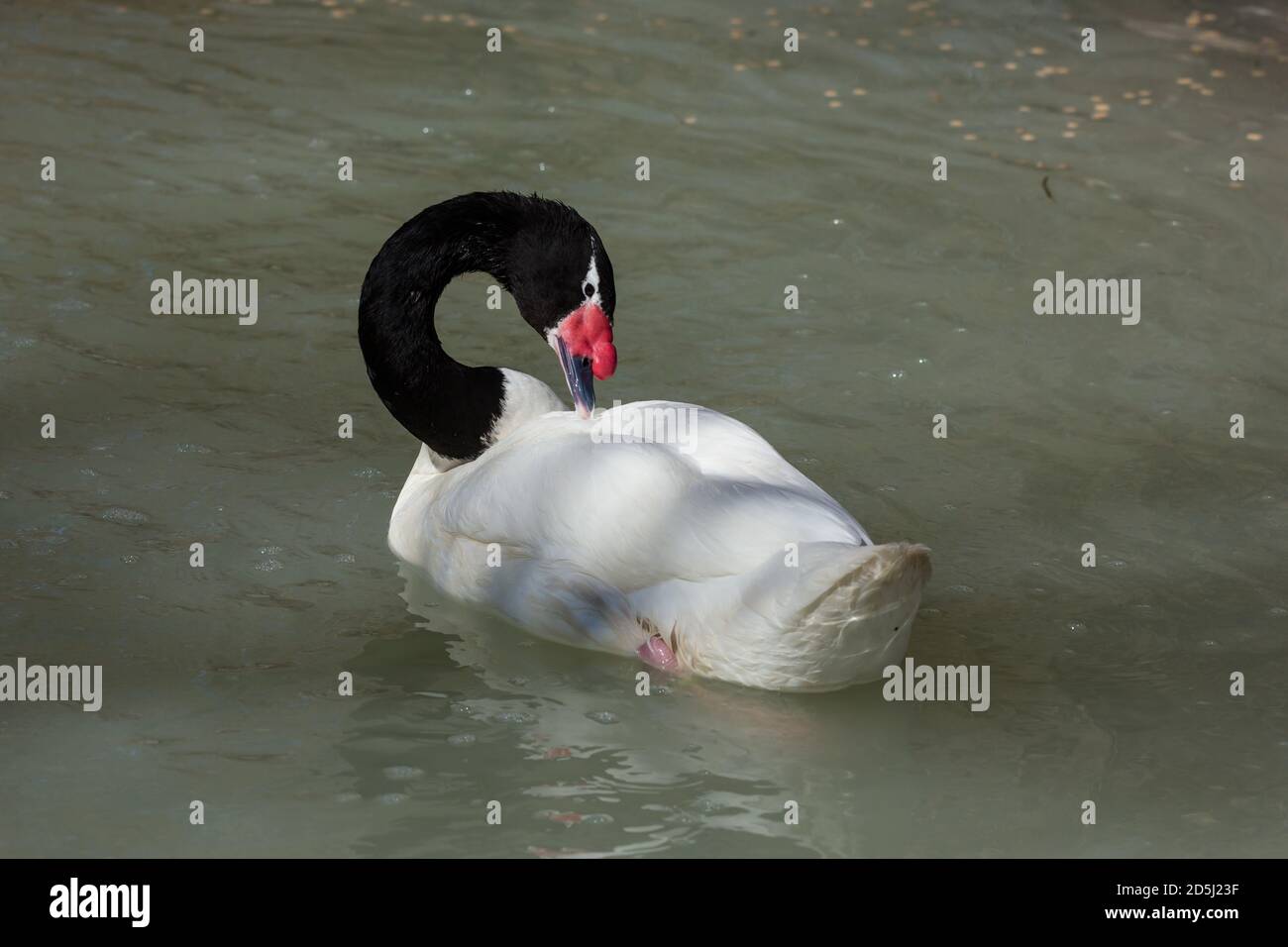 Der Schwarzhalsschwan, Cygnus melanocoryphus, ist das größte Wasservögel, das in Südamerika beheimatet ist. Sie reicht von Südbrasilien über Paraguay bis nach Tierra Stockfoto