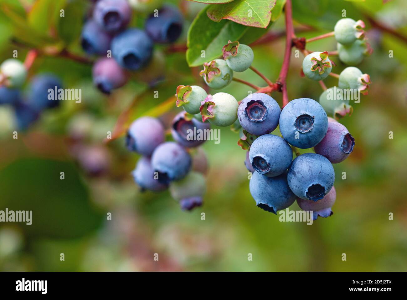 Blauer huckleberry Busch (Vaccinium corymbosum) mit reifenden Beeren Stockfoto
