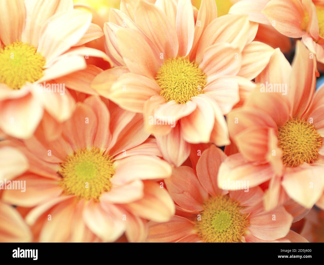 Bunte Strauß Gerbera Rosen Blumen, pastellrosa Pfirsichfarbe mit gelber Mitte. Flach liegend, Ansicht von oben. Stockfoto