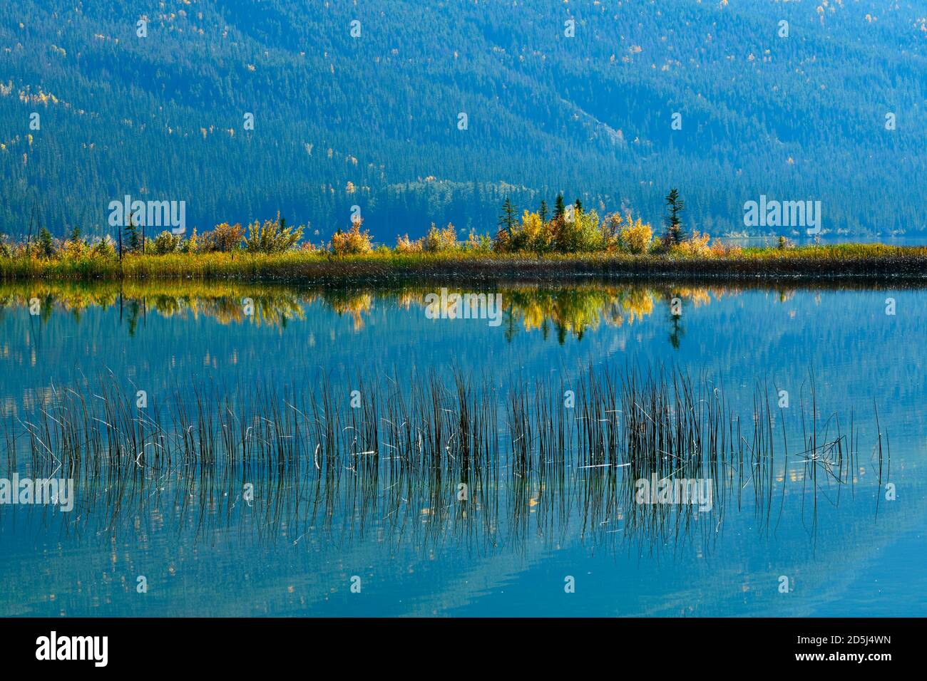 Eine wunderschöne Herbstszene mit bunten Blättern, die sich im Wasser des Talbot Lake im Jasper National Park in Alberta Canada spiegeln. Stockfoto
