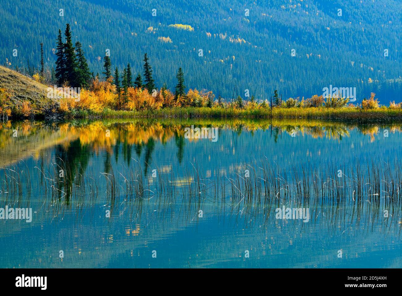 Eine wunderschöne Herbstszene der bunten Blätter entlang der Ufer auf dem Singrin Ridge, der sich in den Gewässern von Talbot spiegelt see im Jasper National Park in Stockfoto