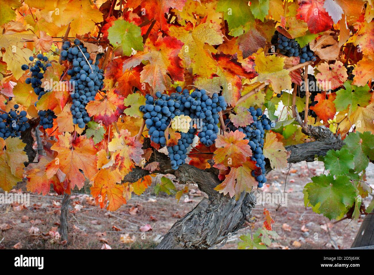 Chile, Südamerika Stockfoto