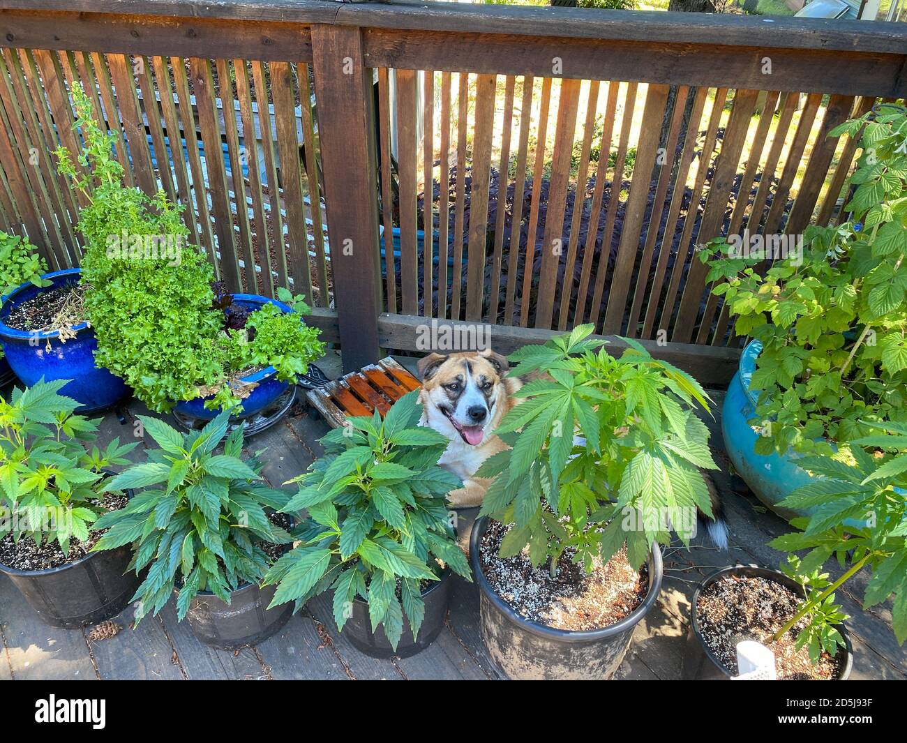 Auf einer Terrasse sitzt ein Husky-Mischhund von St. Bernard Umgeben von Cannabispflanzen (Marihuana) im Sommer Stockfoto