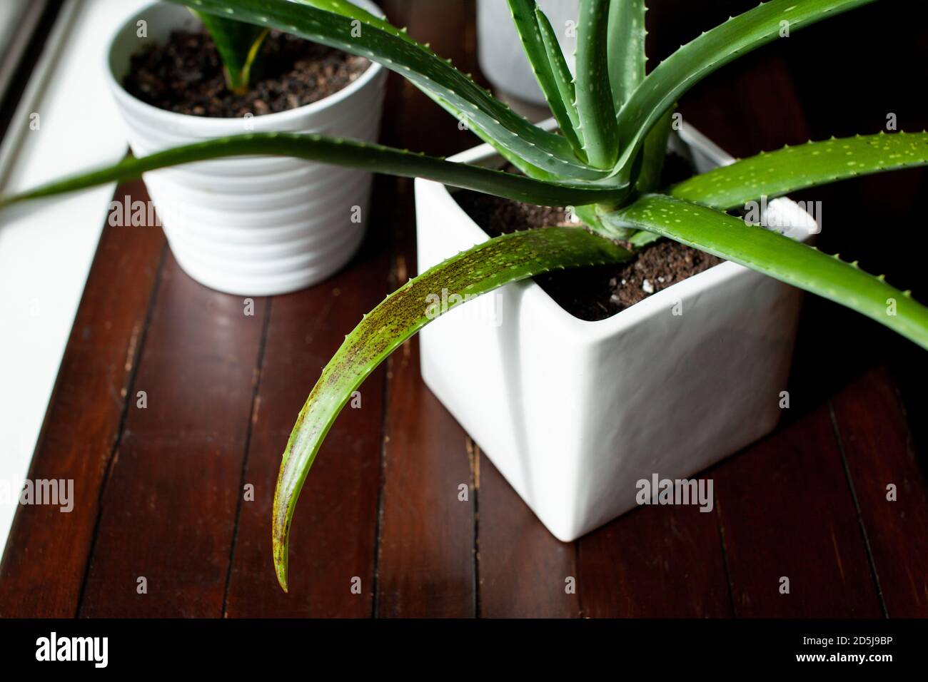 Eine Aloe Vera Sukkulente Zimmerpflanze sitzt in einem weien Topf mit  Anzeichen von bergiessen. Diese schwarz/braunen Flecken auf den Blttern  erscheinen auch von zu viel Wasser Stockfotografie - Alamy
