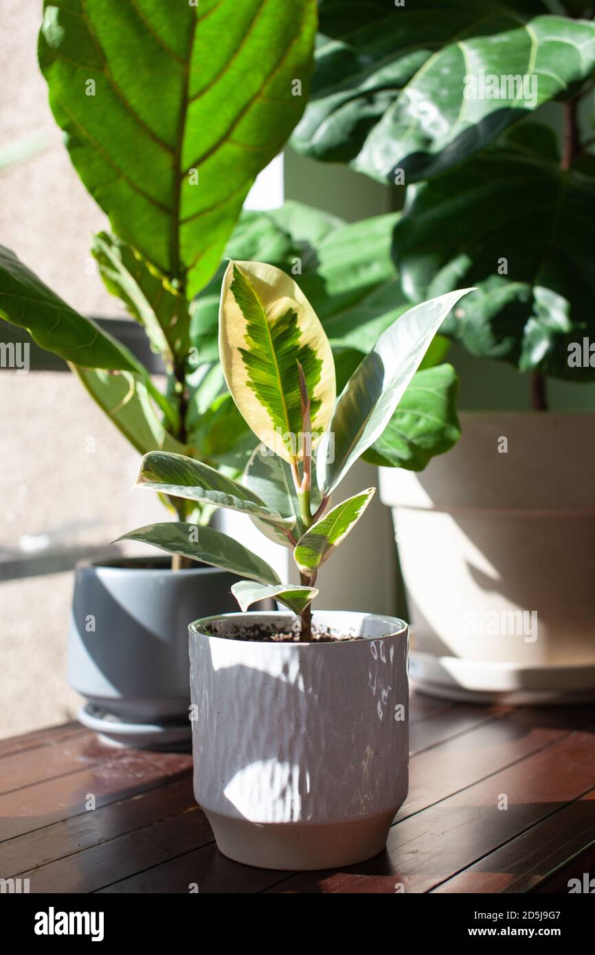 Ein kleiner Varigated Rubber Tree (Ficus Elastica Variegata) sitzt in einem weißen Topf auf einem Schreibtisch, der ein Home Office schmückt, mit einer Fiddle Leaf Fig im Backgro Stockfoto