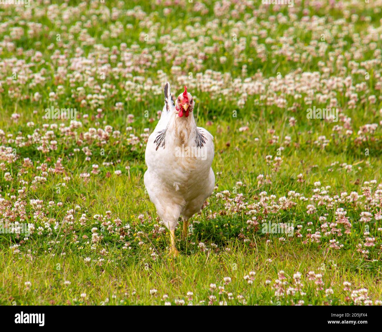 Schönes weißes Huhn, das im Gras läuft. Kontrastierender grüner Hintergrund. Wilde Blumen im Hintergrund. Roter Kamm auf dem Kopf des Vogels Stockfoto