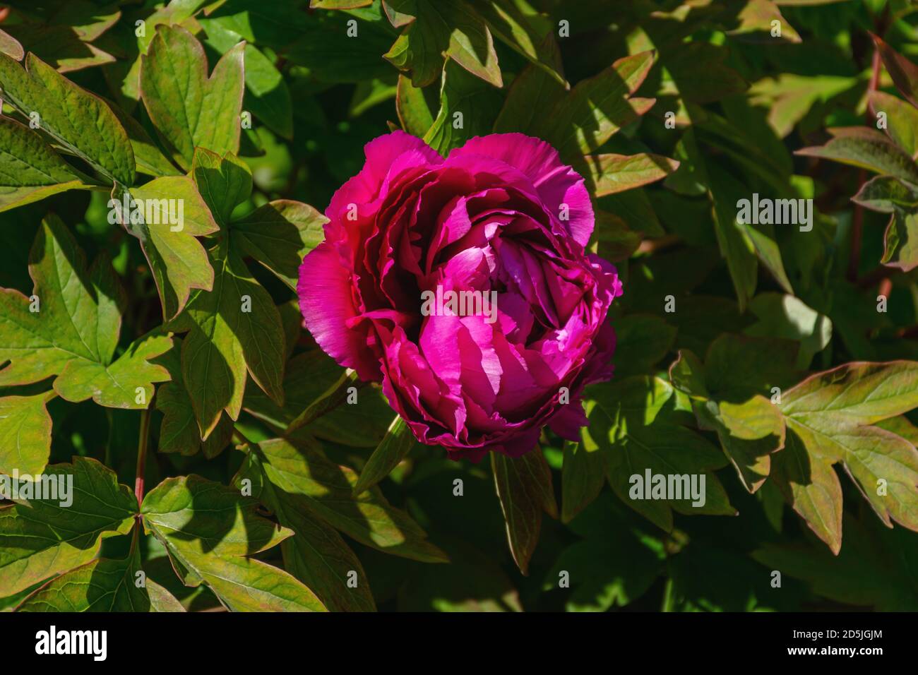 Rosa Pfingstrose Nahaufnahme auf einem Blumenbett. Blumen Frühling Hintergrund. Schöne blühende Blume im Garten. Violett-rosa Pfingstrose mit gelbem Kern. B Stockfoto