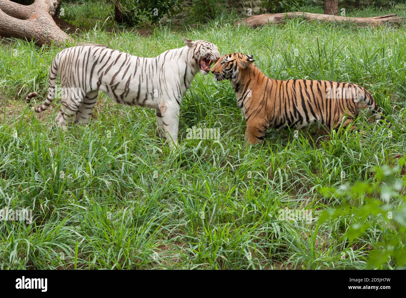 Bengalische Tiger Stockfoto
