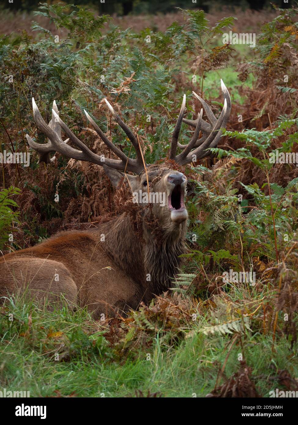 Großer Rothirsch-Hirsch, der im dichten Bracken liegt und während der jährlichen Rut im Bushy Park, London, brüllt Stockfoto