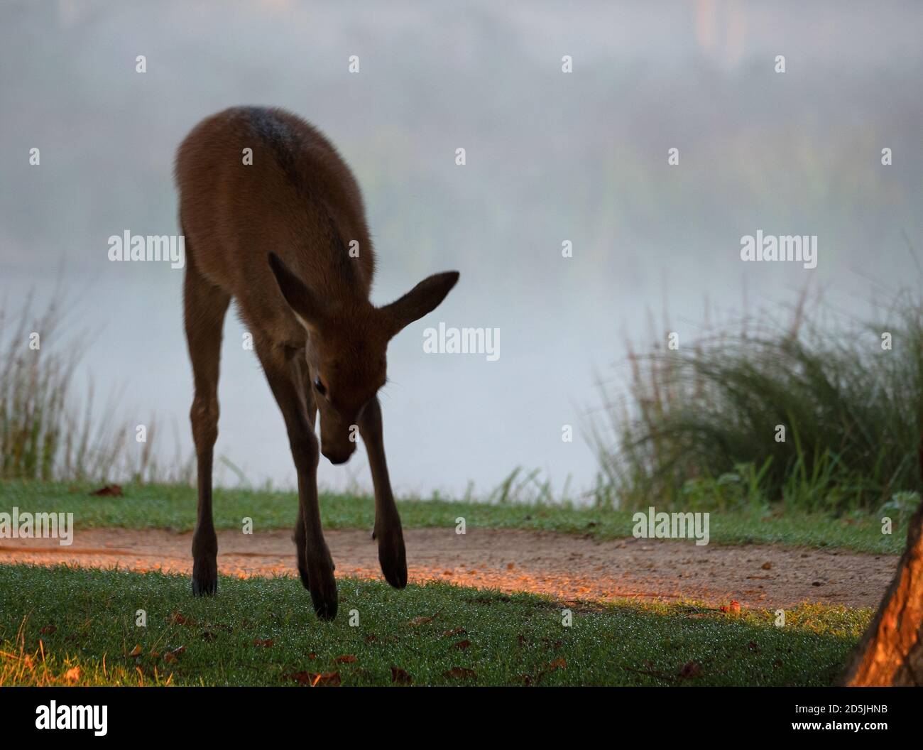 Juvenile Red Deer, der neben einem Pfad neben einem See im buschigen Park in London vom Boden springt. Stockfoto