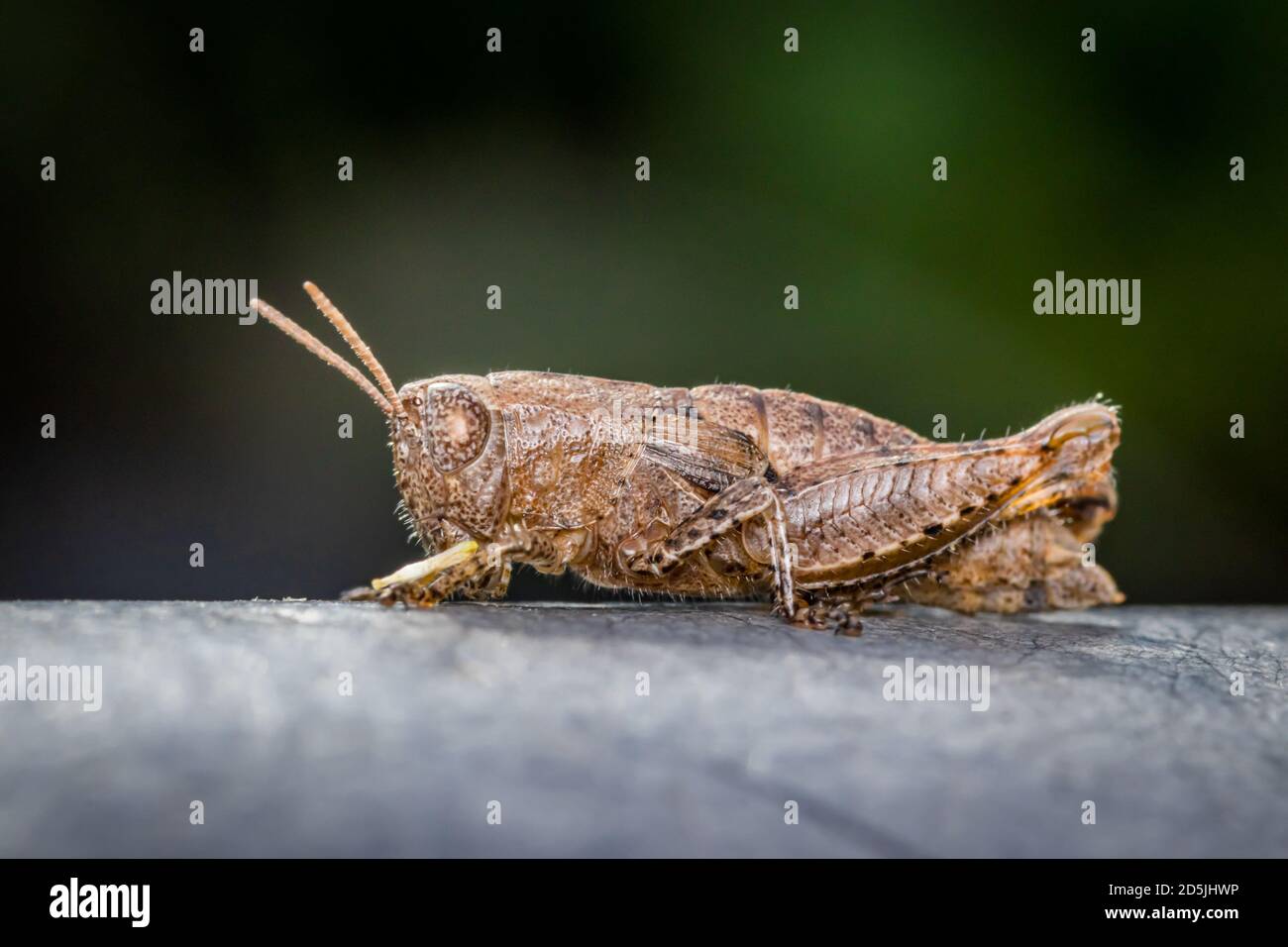 Kurzhörnige Heuschrecke (Pezotettix giornae) im Garten Stockfoto