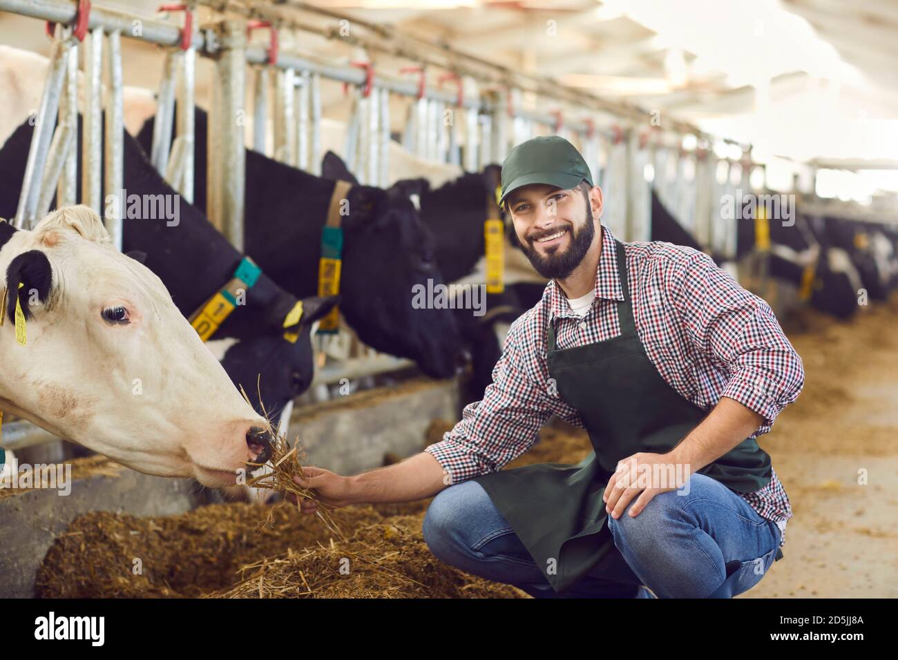 Porträt eines Bauern, der eine Kuh in einem Kuhstall auf einem Bauernhof mit Stroh in den Händen füttert. Stockfoto
