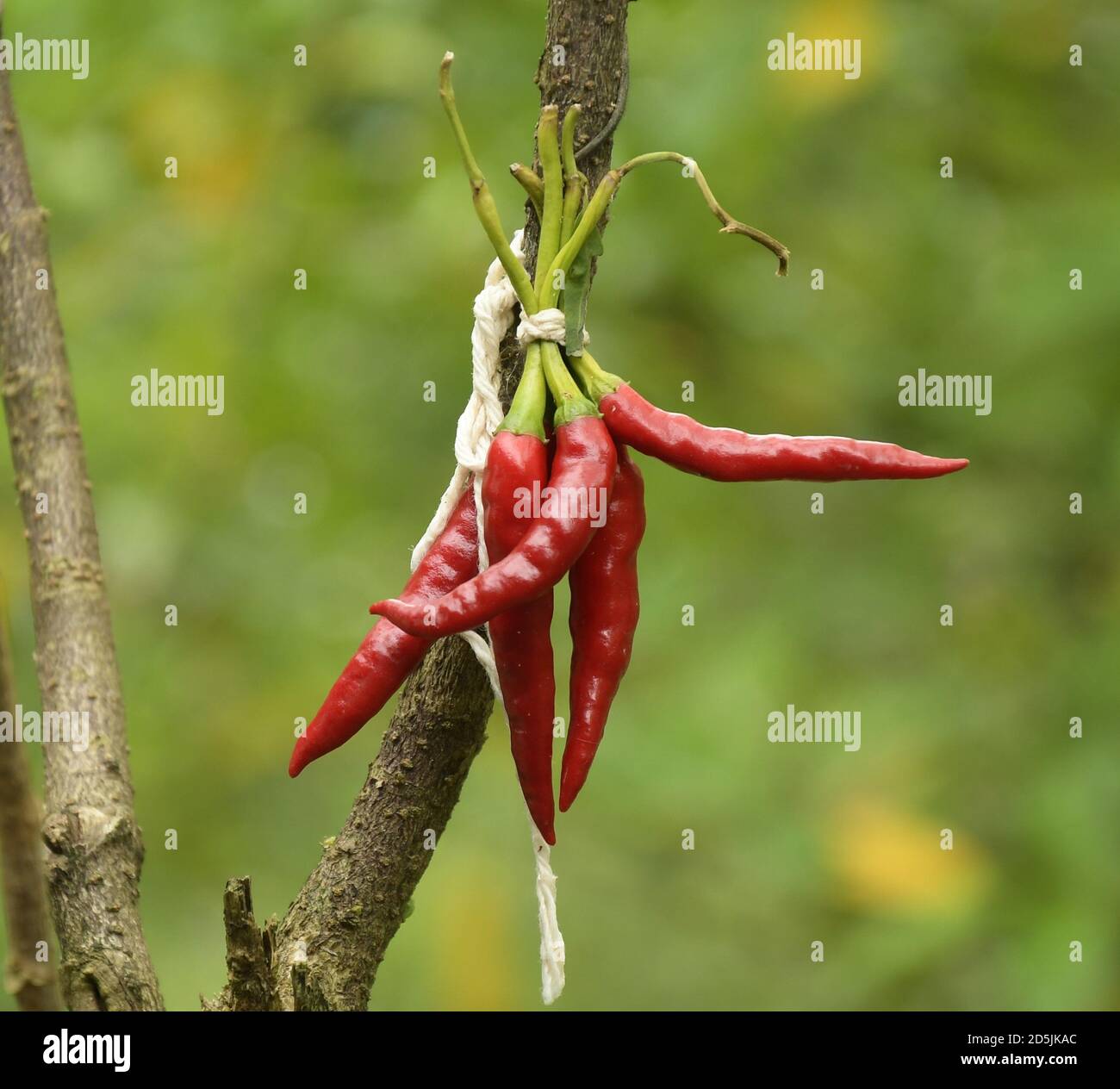 rote scharfe Chilischoten Stockfoto