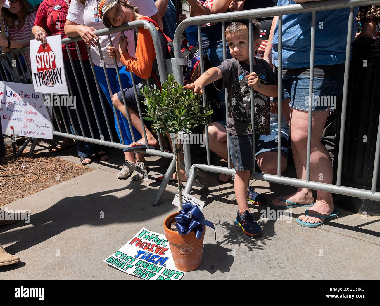 Sacramento, Kalifornien, USA. Mai 2020. Matias Hoff, 3, berührt einen Olivenbaum, der von Tara Thornton von den Freedom Angels während eines Protestes in der Hauptstadt am Donnerstag, den 7. Mai 2020 in Sacramento während der Coronavirus-Pandemie auf dem Hauptstadtgelände platziert wurde. Kredit: Paul Kitagaki Jr./ZUMA Wire/Alamy Live News Stockfoto