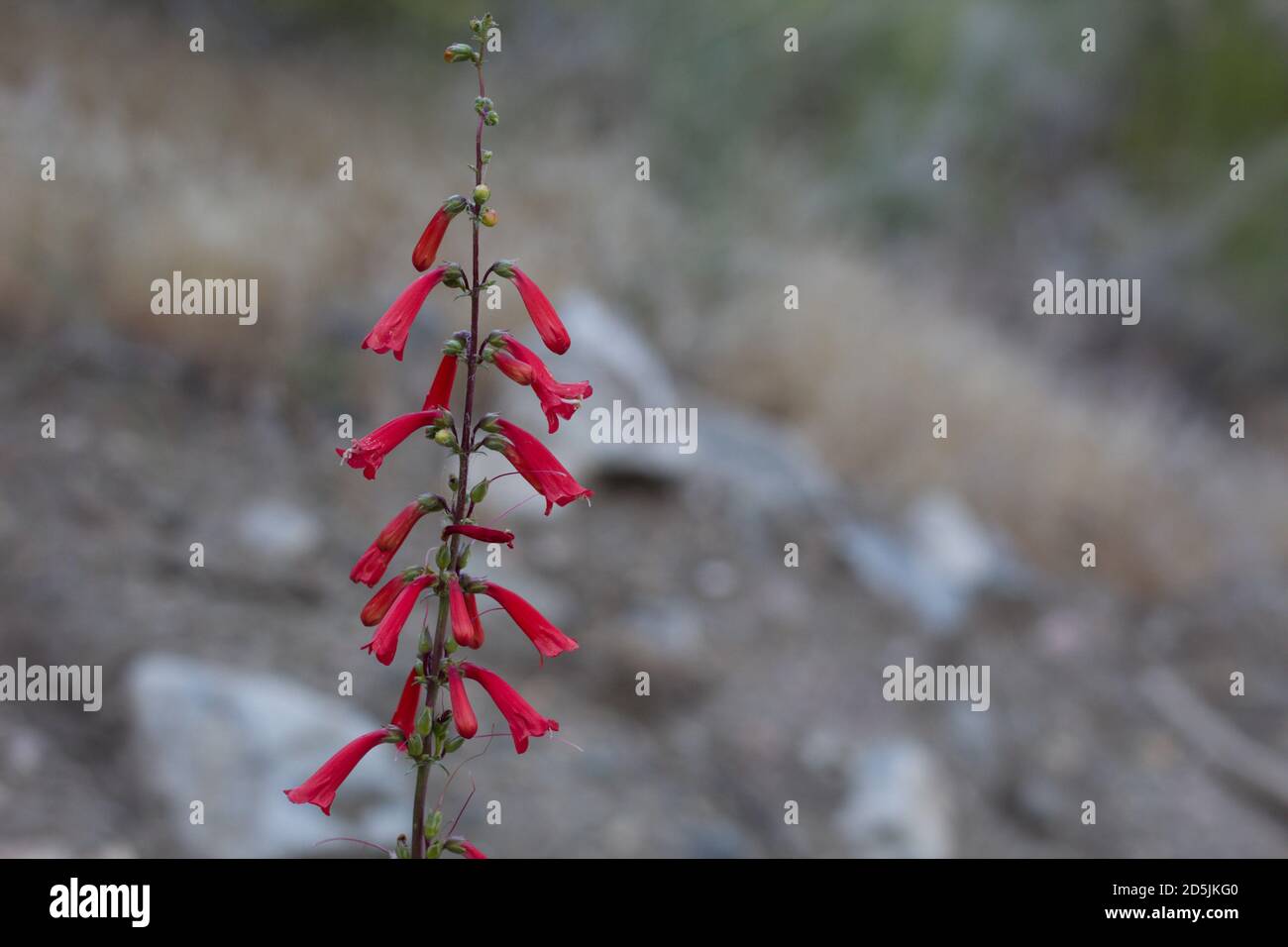 Rote Raceme Blütenstände, Eaton Fireflower, Penstemon Eatonii, Plantaginaceae, native mehrjährige, San Bernardino Mountains, Transverse Ranges, Sommer. Stockfoto