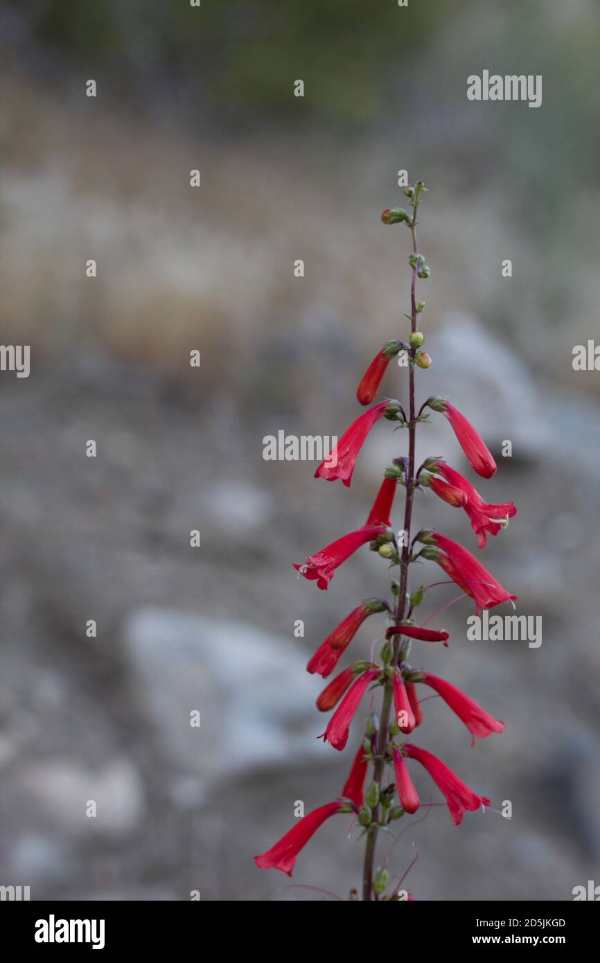 Rote Raceme Blütenstände, Eaton Fireflower, Penstemon Eatonii, Plantaginaceae, native mehrjährige, San Bernardino Mountains, Transverse Ranges, Sommer. Stockfoto