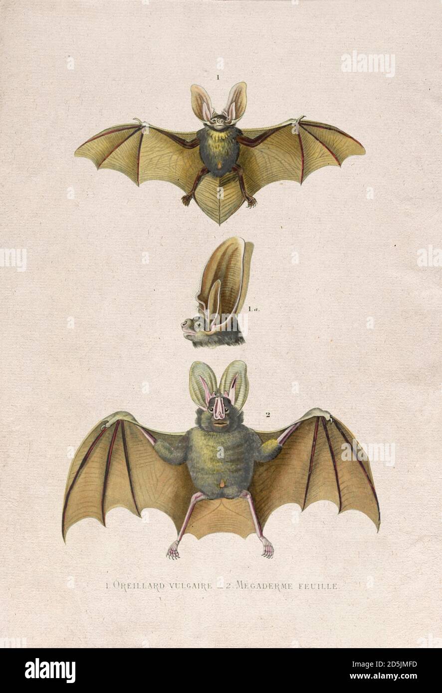 Retro-Bilder von Tieren. Fledermäuse. 1. Oreilard Vulgaire 2. Megaderme Feuille. Aus Werken von Buffon. Georges-Louis Leclerc Buffon (1707-1788). Paris. Stockfoto