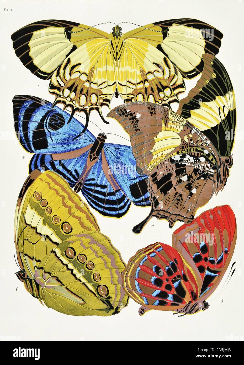 Schmetterlinge: Zwanzig Phototypieplatten, die nach dem Muster gefärbt sind. PL IV 1. Helicopis acis (Guayana) 2. Mesosemia croesus (Guayana) 3. Hypna clytemnestra (Bra Stockfoto
