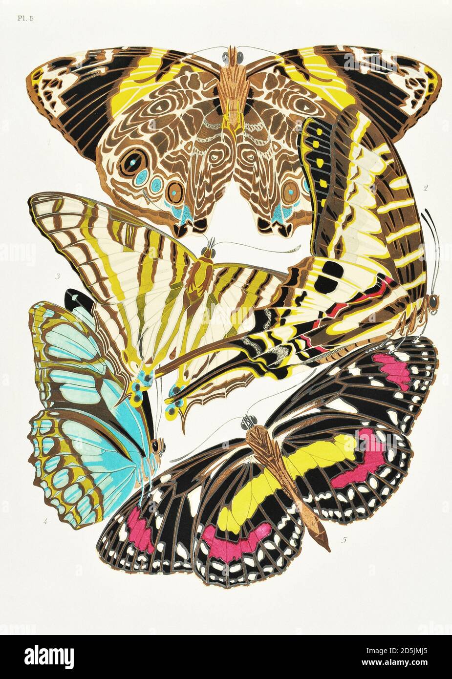 Schmetterlinge: Zwanzig Phototypieplatten, die nach dem Muster gefärbt sind. PL V 1. Smyrna blomfildia (Mexiko) 2. Papilio policenes (Guayana) 3. Cyrestis elegans (Mad Stockfoto
