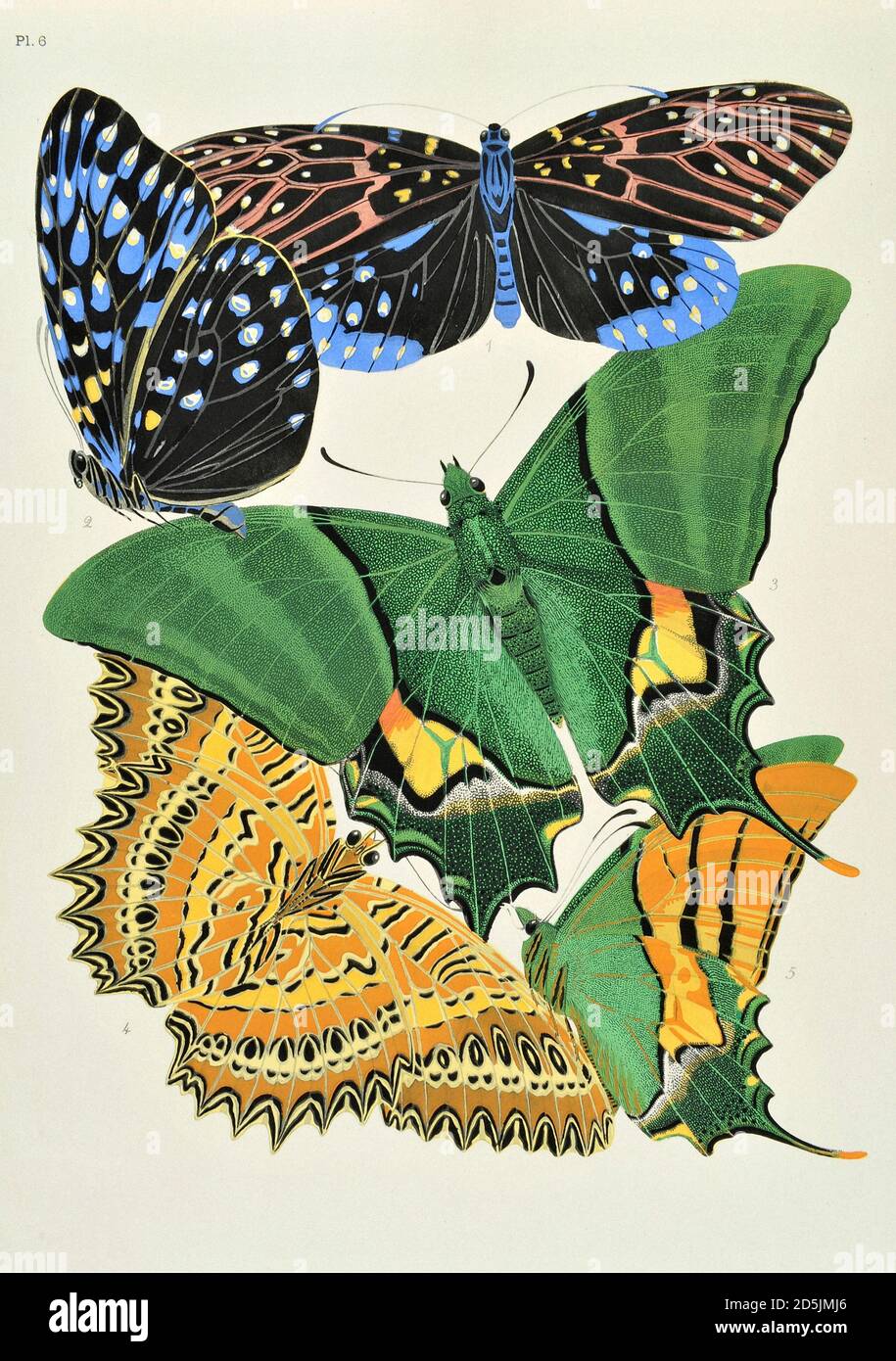Schmetterlinge: Zwanzig Phototypieplatten, die nach dem Muster gefärbt sind. PL VI 1. Amesis sanguiflua (Indien) 2. ID. dessous 3. Teinopalpus imperialis (Sikkim) 4. C Stockfoto