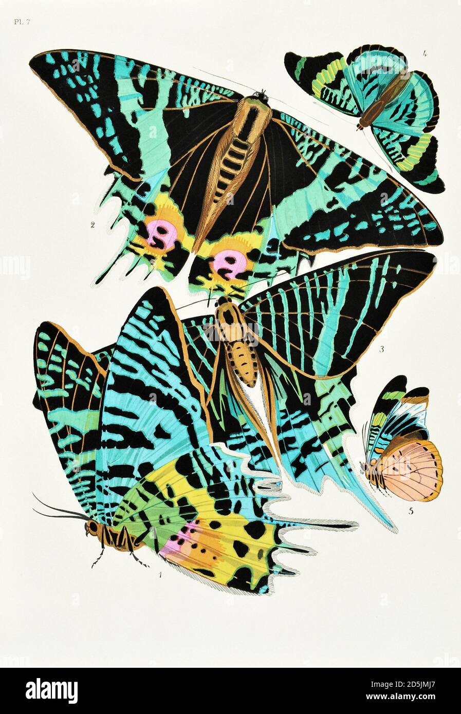 Schmetterlinge: Zwanzig Phototypieplatten, die nach dem Muster gefärbt sind. PL VII 1. Chrysiridia ripheus (Madagaskar) 2. ID unter 3. Urania leilus (Guayana) 4. Pana Stockfoto
