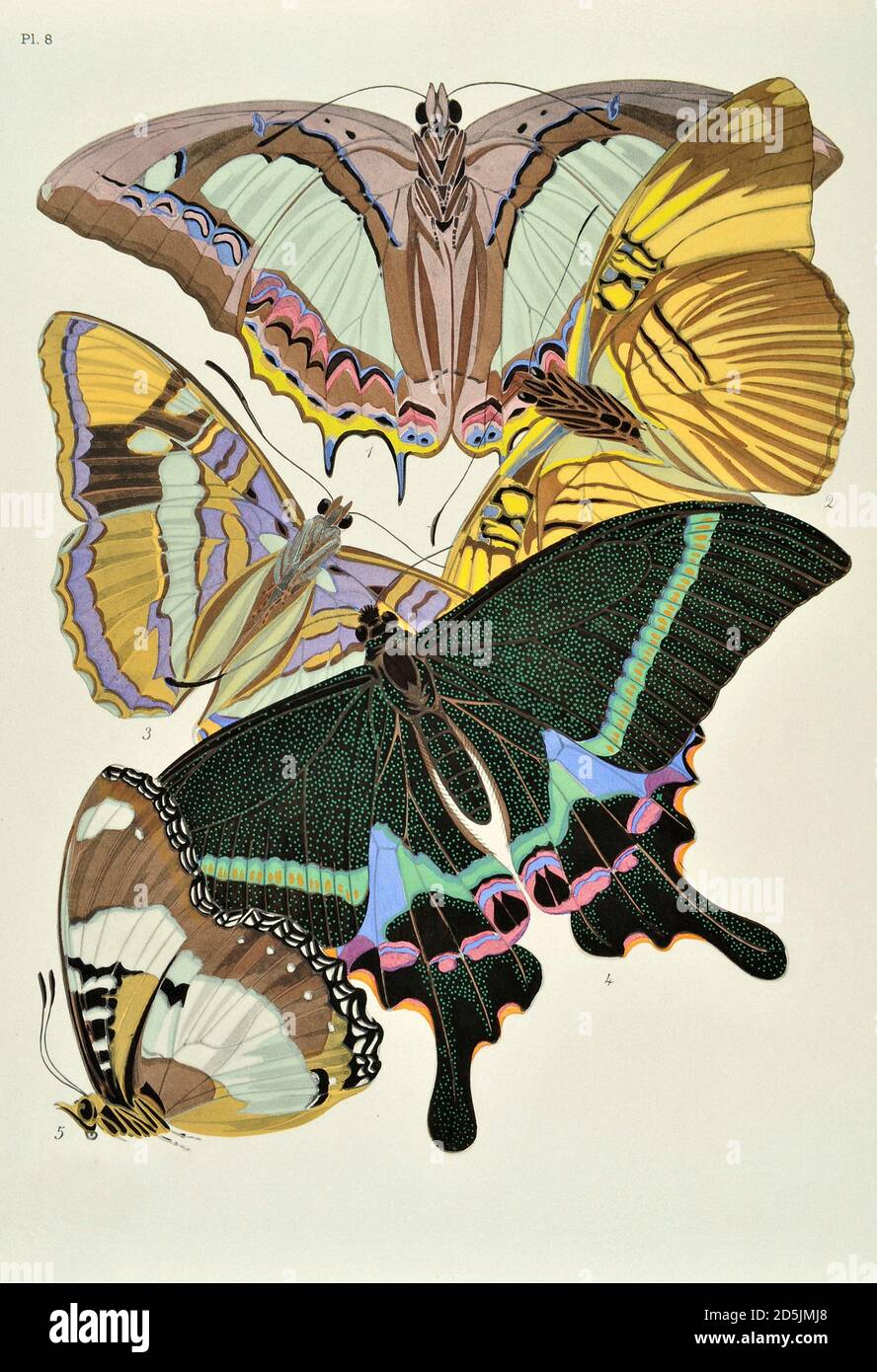 Schmetterlinge: Zwanzig Phototypieplatten, die nach dem Muster gefärbt sind. PL VIII 1. Eriboea athamas (Indien) 2. Adelpha melanippe (Venezuela) 3. Adelpha bredowi (N Stockfoto
