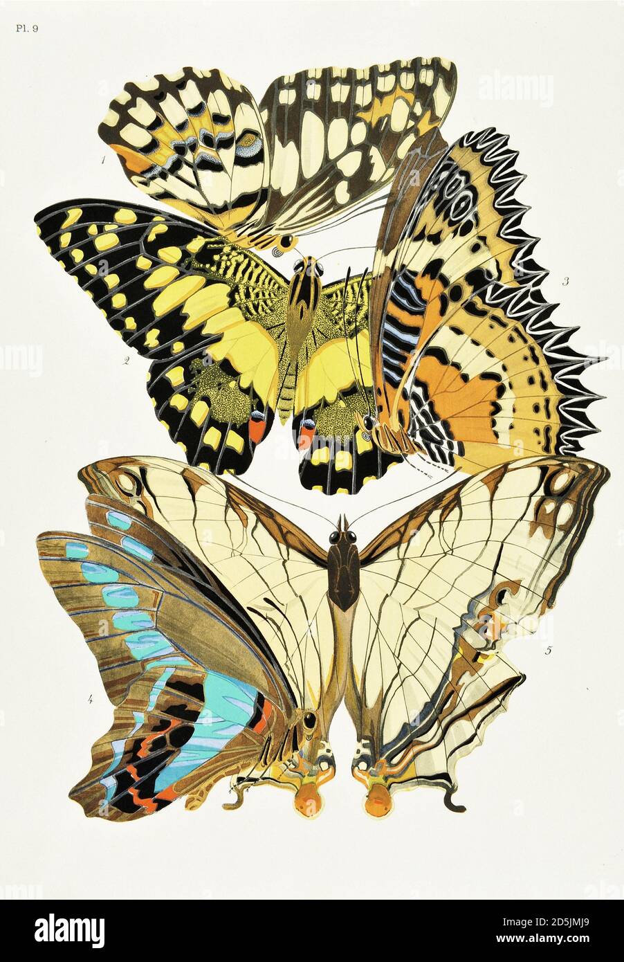 Schmetterlinge: Zwanzig Phototypieplatten, die nach dem Muster gefärbt sind. PL IX 1. Papilio demoleus (Tonkin) 3. Cethosia cyane (Sikkim) 4. Papilio sarpedon (Tonkin Stockfoto