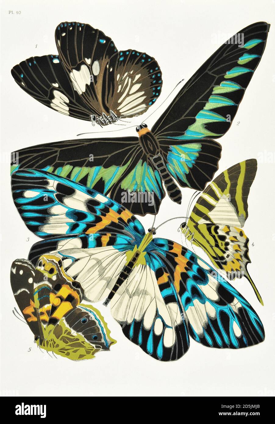 Schmetterlinge: Zwanzig Phototypieplatten, die nach dem Muster gefärbt sind. PL X 1. Euploea rhadamanthus (Inde) 2. Troides brookeana (Borneo) 3. Erasmia pulchella (S Stockfoto
