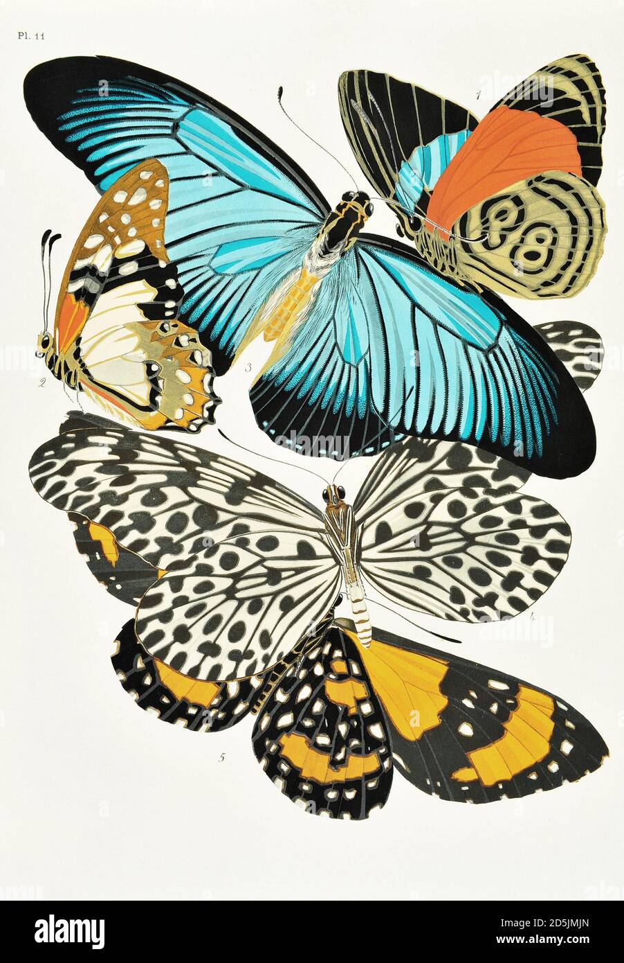Schmetterlinge: Zwanzig Phototypieplatten, die nach dem Muster gefärbt sind. PL XI 1. Callicore marchali (Kolumbien) 2. Papilio pylades (Kongo) 3. Papilio zalmoxis (Co Stockfoto