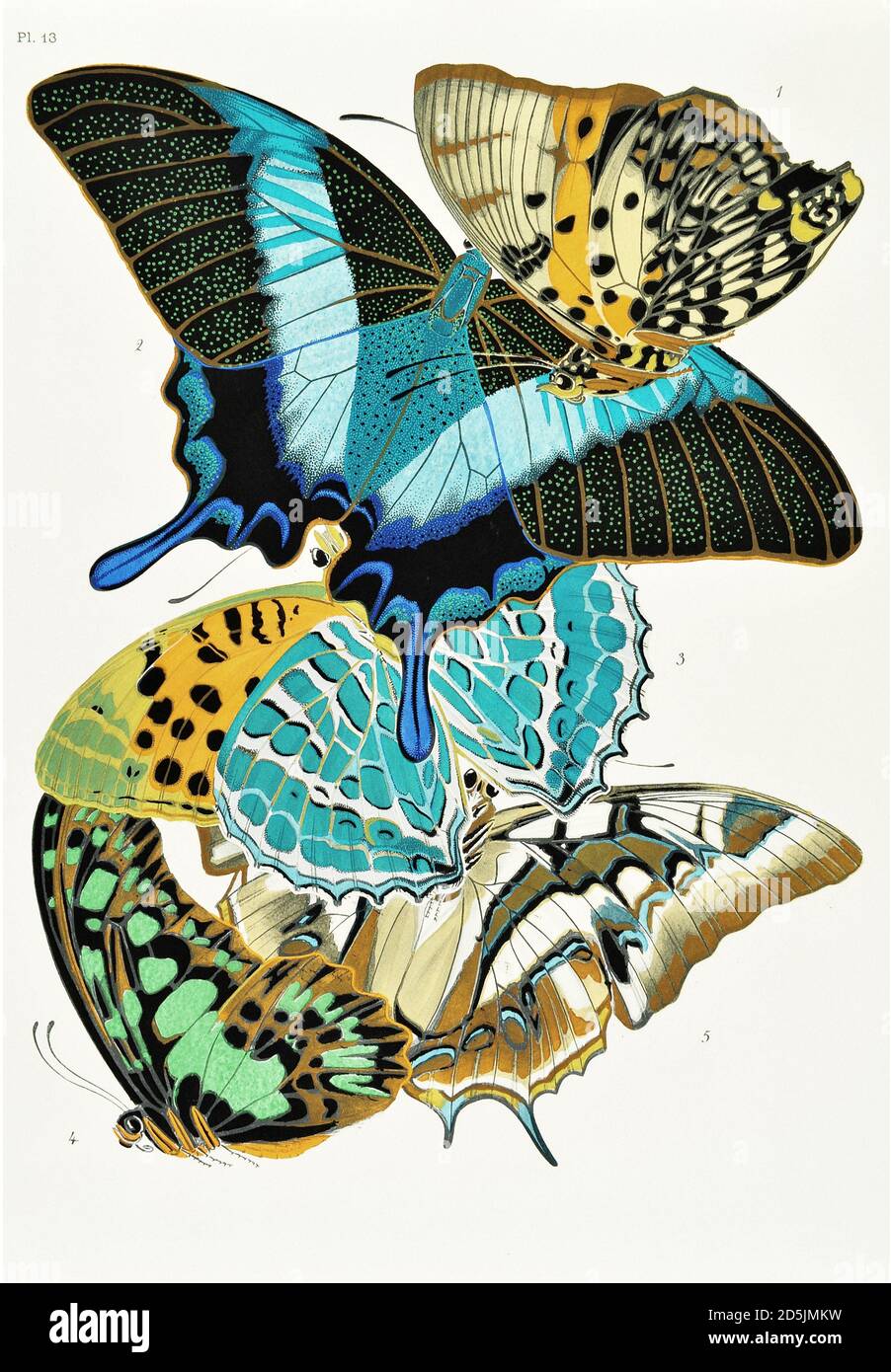 Schmetterlinge: Zwanzig Phototypieplatten, die nach dem Muster gefärbt sind. PL XIII 1. Charaxes zingha (Kongo) 3. Papilio blumei (Sulawesi) 3. Argynnis childrenae (C Stockfoto