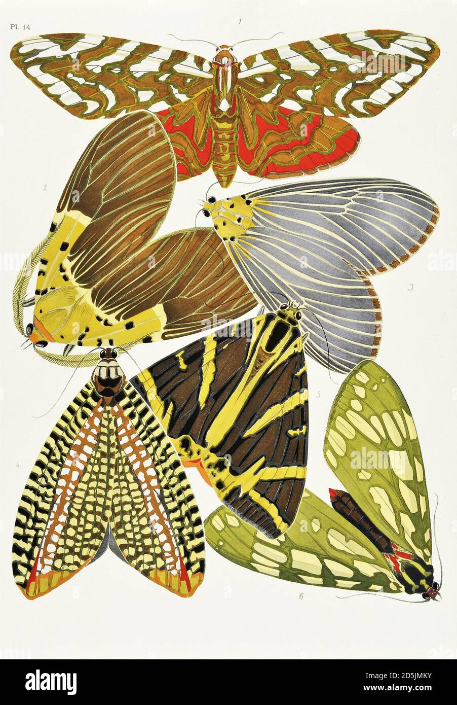 Schmetterlinge: Zwanzig Phototypieplatten, die nach dem Muster gefärbt sind. PL XIV 1. Archnis dilecta (Mexiko) 2. Hypsa borbonica (Kongo) 3. Hypsa dominia (China) 4. Stockfoto