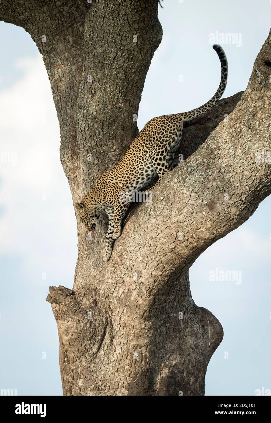 Erwachsene Leoparden, die in der Serengeti National einen großen Baum hinunterklettern Park in Tansania Stockfoto