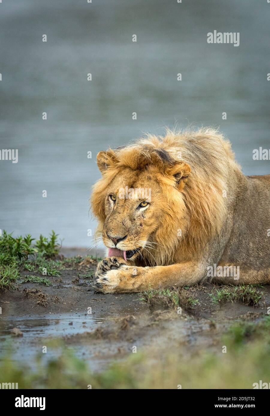 Vertikales Porträt eines männlichen Löwen mit großer Mähne liegend Am Rande des Wassers leckt seine Pfote in Ndutu In Tansania Stockfoto