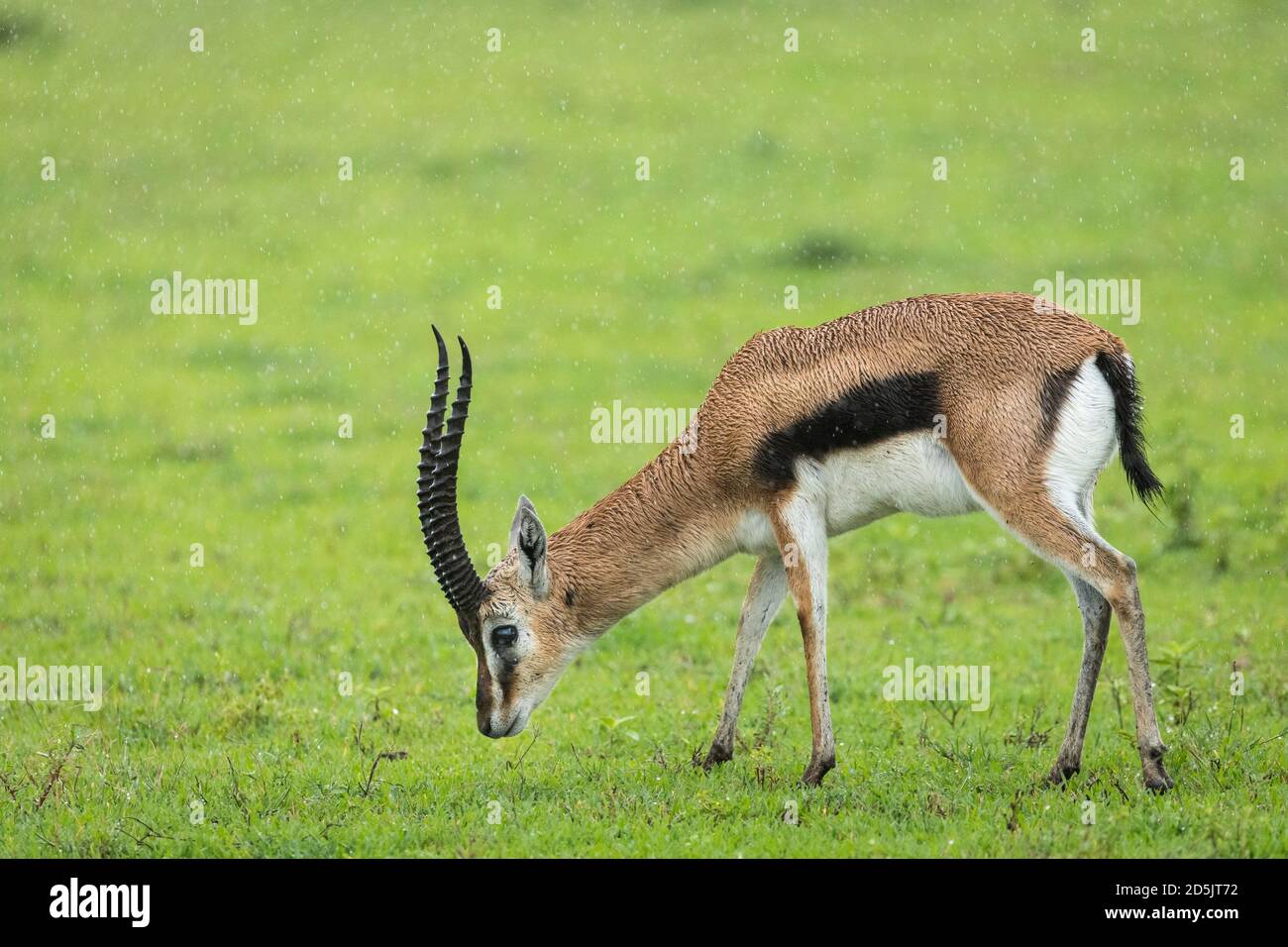 Männliche Thompson-Gazelle, die in der grünen Ebene des Ngorongoro-Kraters steht In Tansania Stockfoto
